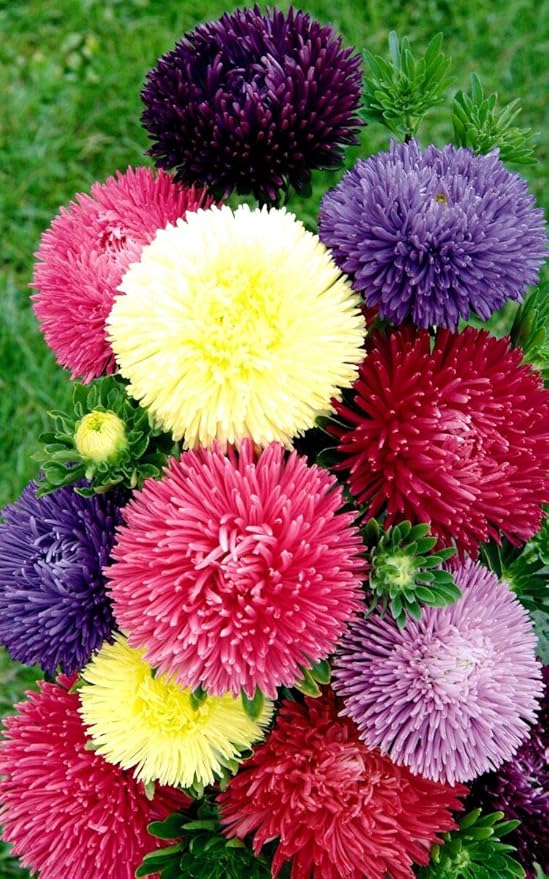 Seeds Aster Pompon Mix Giant Flower Annual Outdoor Garden Cut for Planting Non GMO