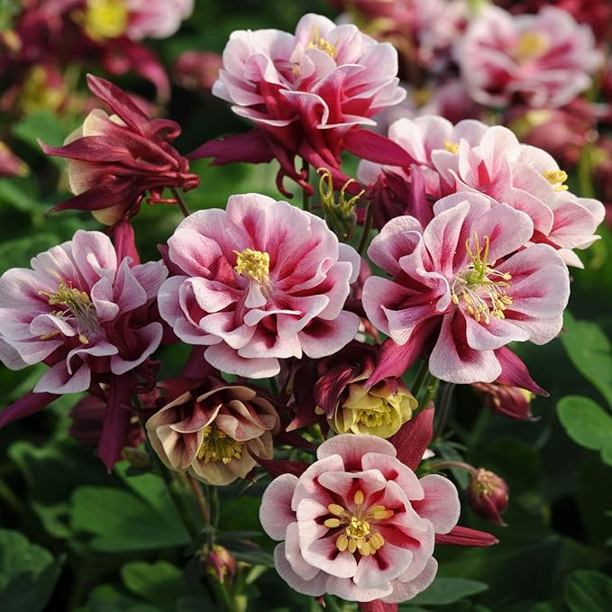 Outsidepride Red White Columbine Seeds - 20 Pcs Perennial, Easy to Grow Flower Seeds for Planting, Suitable for Pollinator-Friendly Garden, Cut Floral Arrangements, Ground Covers, or Borders