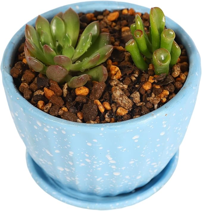 Japanese Cactus, Succulent & Aloe Vera Potting Soil Mix - 6L Peat-Free