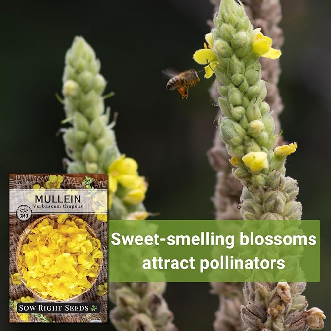 Sow Right Seeds - Mullein Seeds for Planting - Non-GMO Heirloom Variety - Ideal for Gardens, Landscaping, Medicinal Herbs - Easy to Grow - Indoor or Outdoor Growing - Herb Garden (1)