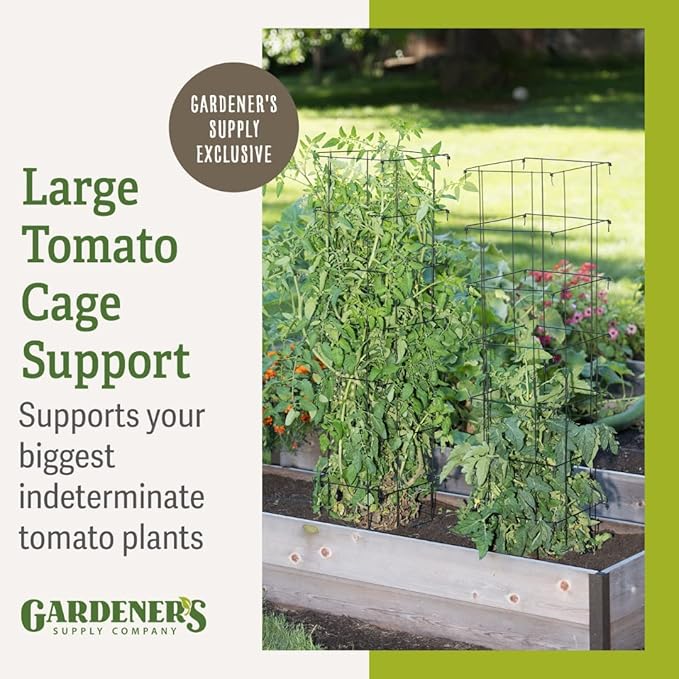 Gardener’s Supply Company Extra Tall Heavy-Guage Square Tomato Cages | Easy Fold Plant Supports & Vegetable Garden Stakes | 14.25" x 14.25" x 65" - Green (Set of 2)
