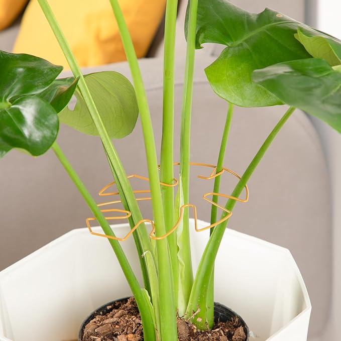10PCS Iron Monstera Plant Support, Uniquely Designed Indoor Plant Accessories, Stable Plant Support Stakes for Indoor Plant, Turtle Shell Bamboo Clamp Set for Thriving Growth