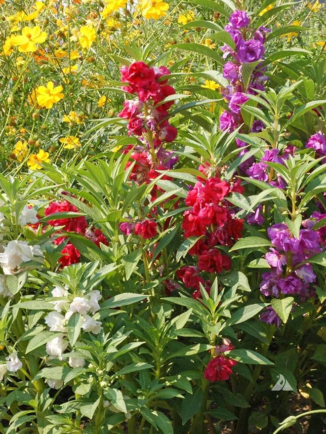 GARDENERA Premium Potting Soil Blend for Balsam Camellia - The Ultimate Mix for Healthy, Vibrant, and Beautiful Flowers - 4 QUARTS