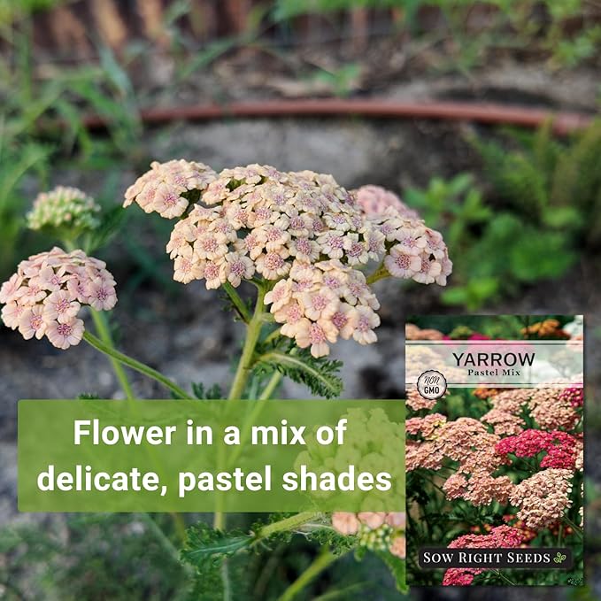 Sow Right Seeds - Pastel Mix Yarrow Seeds for Planting - Vibrant Yarrow Flowers for Attracting Pollinators - Perfect for Floral Gardens & Landscaping - Easy to Grow - Non-GMO Heirloom Herb (4)