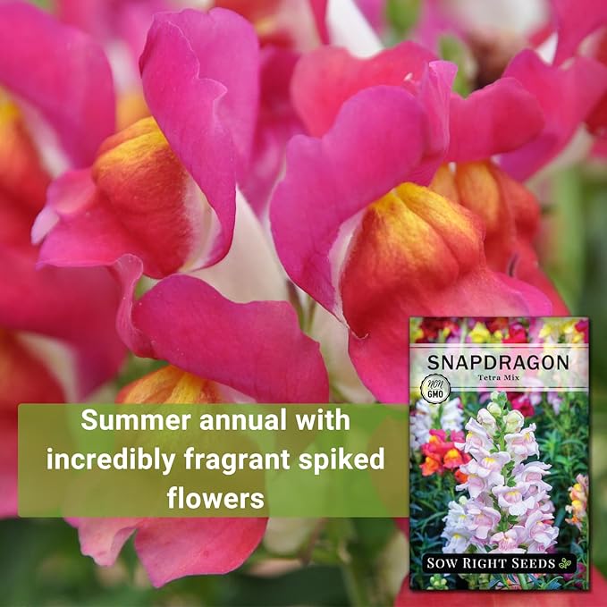 Sow Right Seeds - Tetra Mix Snapdragon Flower Seeds for Planting - Non-GMO Heirloom Packet with Instructions to Grow - Fragrant Annual Flower Spikes in a Mix of Colors - Half Tall for Front Beds (4)
