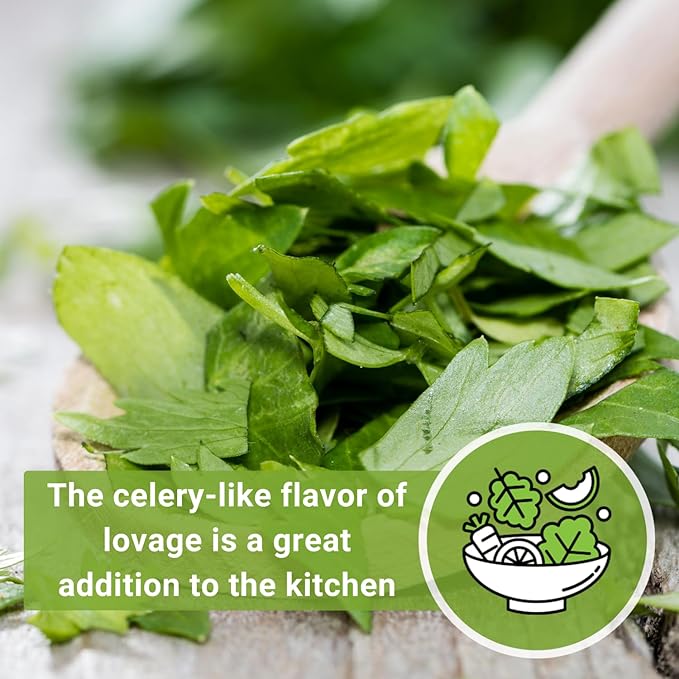 Sow Right Seeds - Lovage Seed for Planting - Culinary Herb to Plant in Your Home Herb Garden - Indoors or Outdoors - Flavorful and Productive Greens - Non-GMO Heirloom Seeds - Great Gardening Gift (1)