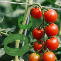 100pcs Tomato Clips for Climbing plants, Plastic Trellis Plant Support Clips for Garden, Reusable Clips for Supporting Grape Tomato Vine and Vegetables Plants to Grow Upright Makes Plants Healthier