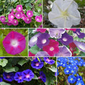 Eden Brothers Top O The Morning Flower Mixed Seeds for Planting, 1 lb, 480,000+ Seeds with Morning Glory, Moonflower | Attracts Pollinators, Plant in Spring or Fall, Zones 3, 4, 5, 6, 7, 8, 9, 10