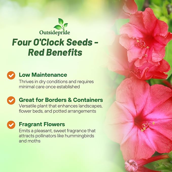 Outsidepride Red Four O'clock Flower Seeds - 1/4 lb Perennial Fragrant, Trumpet-Shaped Blooms, Deer-Proof & Easy to Grow, for Pollinator & Evening Gardens, Containers, Hedges, or Borders