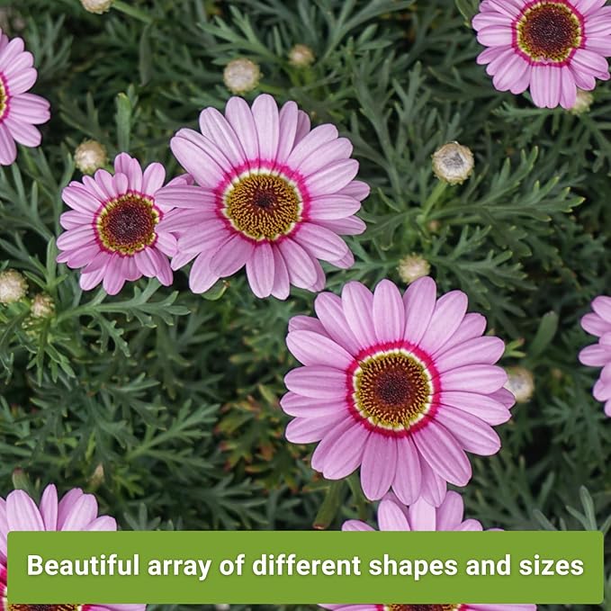 Sow Right Seeds - Collection of Pink Flower Seeds for Planting - Non-GMO Heirloom Packets with Instructions - Wonderful Rosy Blooms to Attract Pollinators - Cut and Come Again - Rare Varieties