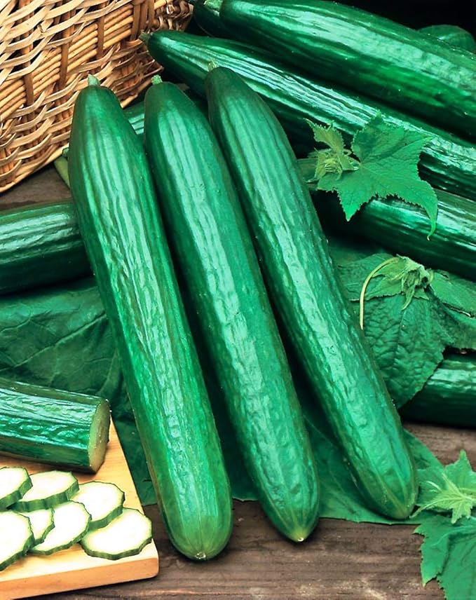 Seeds Cucumber Chinese Wonder Open-Pollinated / 60 Days/Non GMO/Heirloom