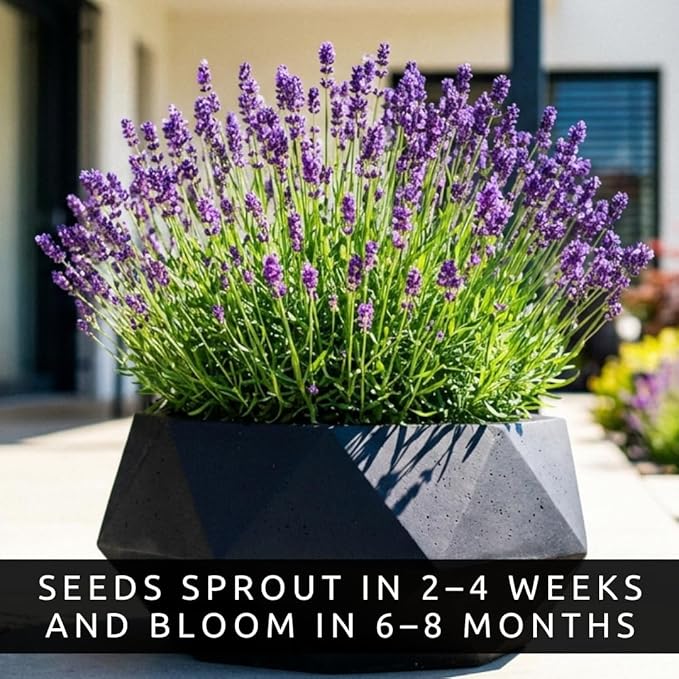 Lavender Seeds for Planting – Heirloom Non-GMO Lavender Flower Seeds – High Germination Rate – Fragrant Purple Perennial Herb for Garden, Indoor & Outdoor Growing (6,000 Seeds)