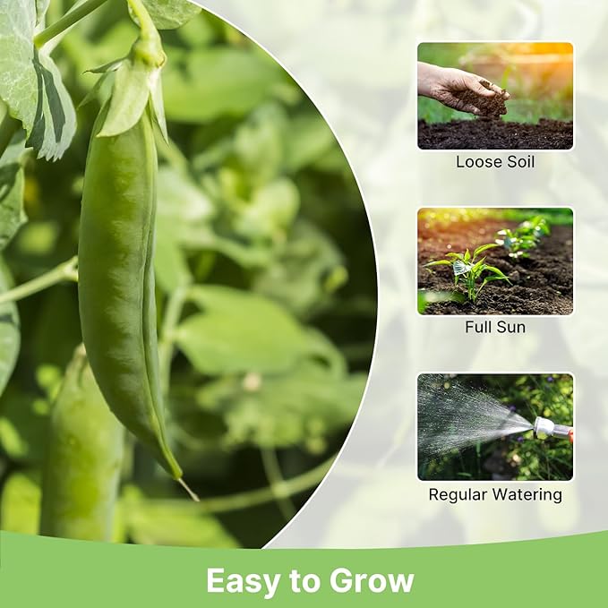 Sugar Snap Pea Seeds for Planting | Organic Non-GMO Vegetable Seeds for Planting Home Garden Indoor & Outdoor | Cool Season Crop,Super Productive