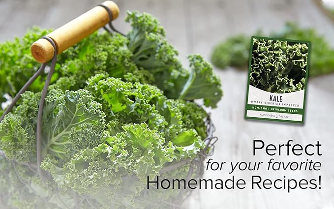 Gardeners Basics Kale Seeds for Planting, Heirloom, Non-GMO Vegetable Variety - Great for Indoor, Outdoor, and Hydroponics Gardening (Dwarf Siberian Improved)