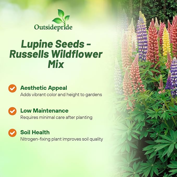 Outsidepride Mixed Russells Lupine Seeds - 500 Pcs Perennial, Self-Sowing, Cold Hardy & Frost Tolerant Wildflower Seeds for Fall Planting, Ideal for Attracting Pollinators & Hummingbirds