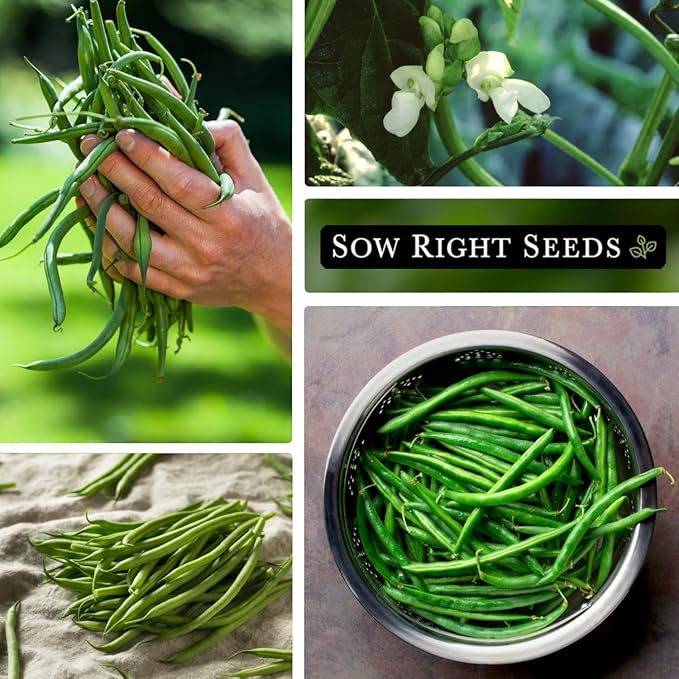 Sow Right Seeds - Bulk Kentucky Wonder Pole Bean Seeds for Planting - 2 Ounce, 170 Seeds - Non-GMO Heirloom Jumbo Pack with Instructions to Plant a Home Vegetable Garden - Bountiful Harvest of Beans