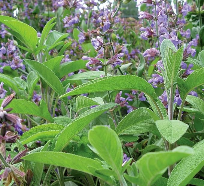 75 pcs Purple Sage Seeds for Planting Broad Leaved Herbs - Non-GMO Heirloom Culinary Perennial Garden Indoors or Outdoors