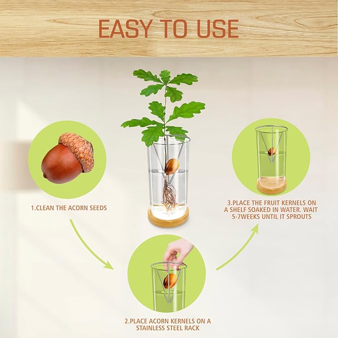 Glass Acorn Sprouting Seed Starter Vase - Acorns Tree Growing Kit with Base, Hydroponics Terrariums Pot Deco Indoor Unusual Gift for Gardening Lovers (Not Included Acorn