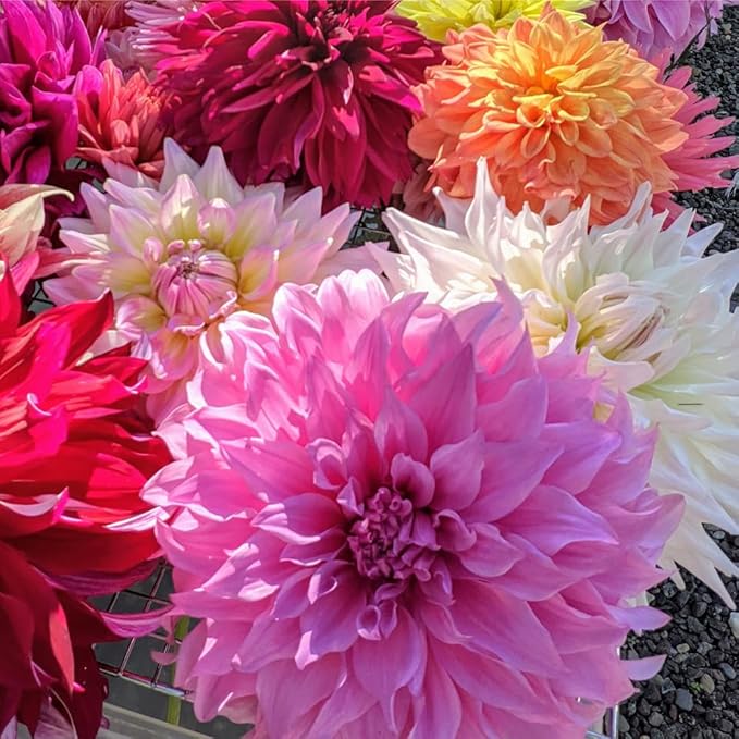 300+ Mix Dahlia Seeds for Planting - Rare Dahlia Pompon Flower Seeds -Dahlias Seed Variabilis Beautiful Annual for Outdoor Garden
