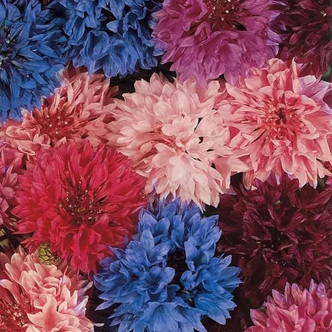 1008+ Dwarf Colorful Cornflower Seeds Perennial, Cornflower Seeds Mix for Planting, Corn Flower Seed Non-GMO Heirloom Plant Seed Gardens Outdoor