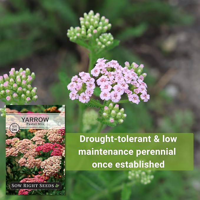 Sow Right Seeds - Pastel Mix Yarrow Seeds for Planting - Vibrant Yarrow Flowers for Attracting Pollinators - Perfect for Floral Gardens & Landscaping - Easy to Grow - Non-GMO Heirloom Herb (4)