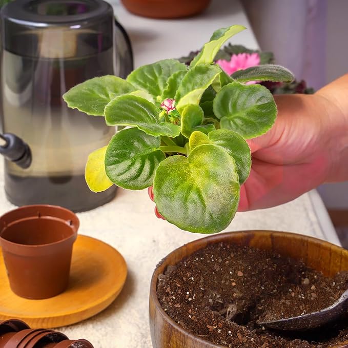 African Violet Potting Soil Mix 4qt, Pre-Mixed Acid Soil Ideal for African Violets to Ensure Optimal Nutrient Uptake and Vibrant Blooms