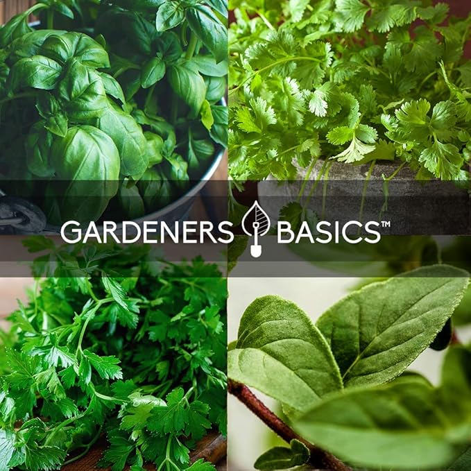 Gardeners Basics Culinary Herb Seeds For Planting Indoors and Outdoors 5 Packets Including Basil, Cilantro, Chives, Oregano, and Parsley - Great for Kitchen Herb Garden Heirloom Seeds