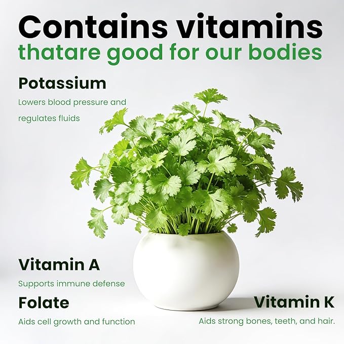 Non GMO 1200+ Cilantro Organic Seeds for Planting Indoors or Outdoors - Heirloom Coriander Seeds, Heirloom Seed for Planting Coriandrum Culinary Herb Seeds for Your Herb Garden(Cilantro Seeds)