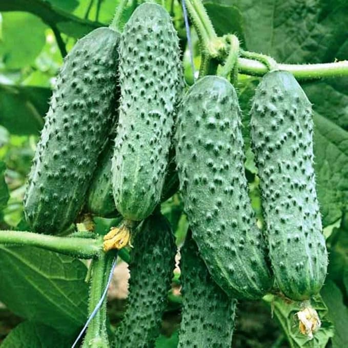 Seeds Cucumber to The Envy of a Neighbor Pickling 45 Days Vegetable Non GMO