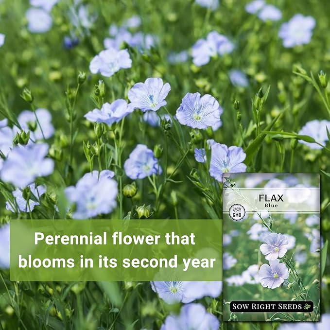 Sow Right Seeds - Blue Flax Seeds for Planting - Non-GMO Heirloom Packet with Instructions to Plant an Outdoor Wildflower Garden - Striking Blue Perennial Native, Drought Tolerant for Home Gardens (1)