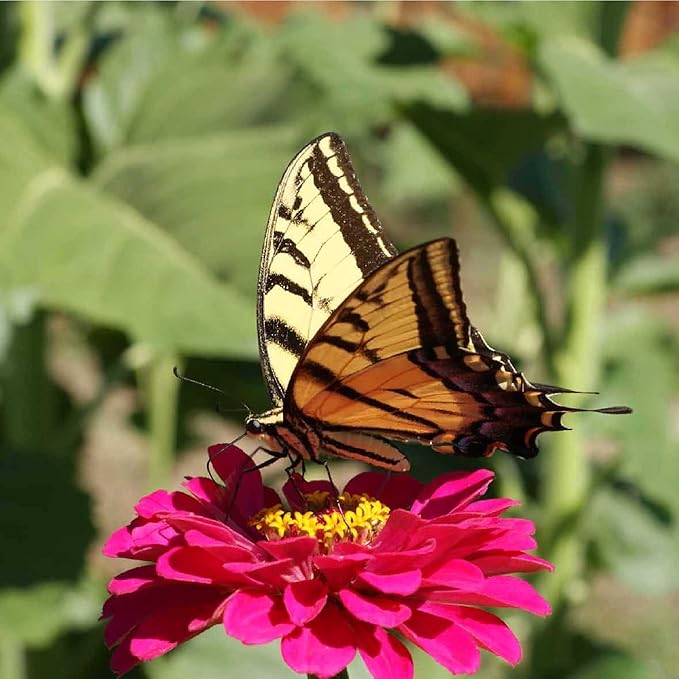 Zinnia Seeds for Planting Outdoors - ~1,500 Lilliput Semi-Dwarf Zinnia Seeds - Dazzling 1-2" Lush Pompom-Like Dwarf Bulbs - Zinnia elegans Pollinator Seed Mix - Bright Annual Flower Seed Packets