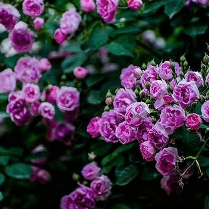 Climbing Rose Seeds for Planting, 289+ Mixed Rosa Seeds, Perennial Shrub Flower Palnts, Non-GMO Heirloom Ornamental Climbing Rosa Flower Seed for Home Garden
