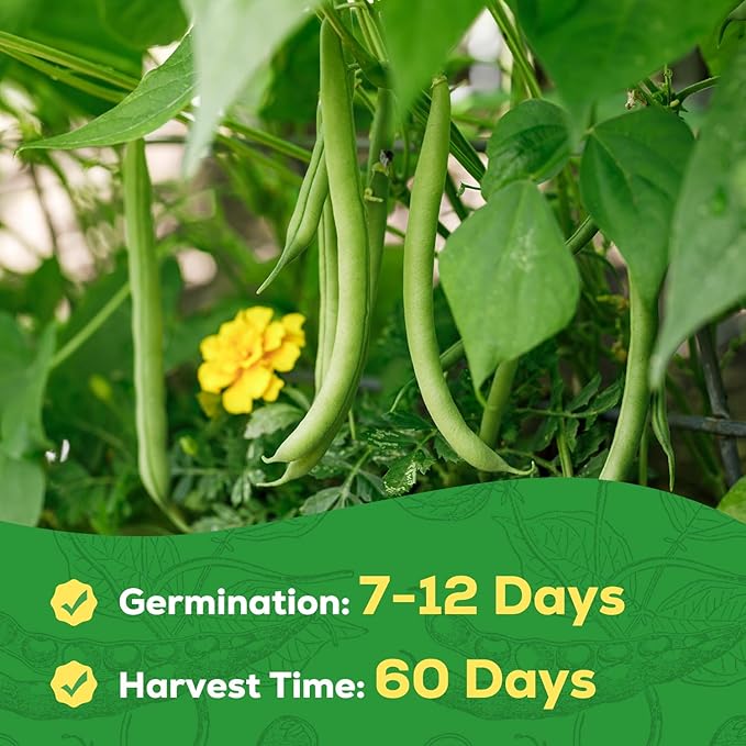 Contender Bush Bean Seeds - 45 Heirloom, Non-GMO Seeds - High Yield Stringless Green Bean for Home Vegetable Garden, Containers