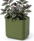 Phoenix Vine 6.5-Inch Wall Mounted Self-Watering Planter Pot for Indoor Houseplants and Herbs | Hanging Planter for Window Sills, Bathroom Walls, Home & Office Décor, Olive, Set of 1, 01-WP-C-1