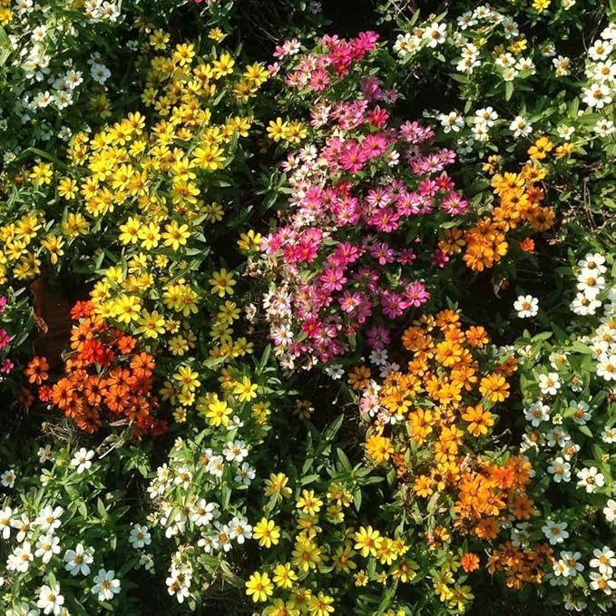 Eden Brothers Zinnia Seeds - Profusion Mix, Non-GMO Seeds for Planting, Packet | Low-Maintenance Flower Seeds, Plant During Spring, Zones 3, 4, 5, 6, 7, 8, 9, 10