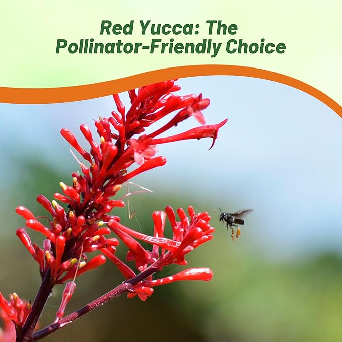 Outsidepride Red Yucca Seeds for Planting - 50 Pcs Drought Tolerant Flower Seeds with Evergreen Foliage & Pollinator-Friendly Flowers, for Xeriscaping, Dry or Sandy Landscapes