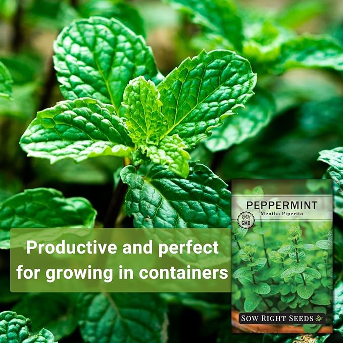 Sow Right Seeds - Peppermint Seeds for Planting - Non-GMO Heirloom Packet with Instructions for Easy Planting and Growing an Herbal Tea Garden - Indoors or Outdoor - Medicinal & Culinary (2)