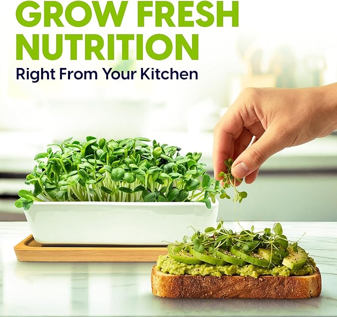 ZESTIGREENS Ceramic Microgreens Growing Kit to Grow 3 Crops Including Organic USDA Sunflower, Melon & Mixed Microgreens Seeds.