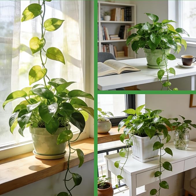 Pothos Potting Soil - Pure Natural Organic Soil 4qt, Well-Draining and Aerated for Healthy Indoor Plants