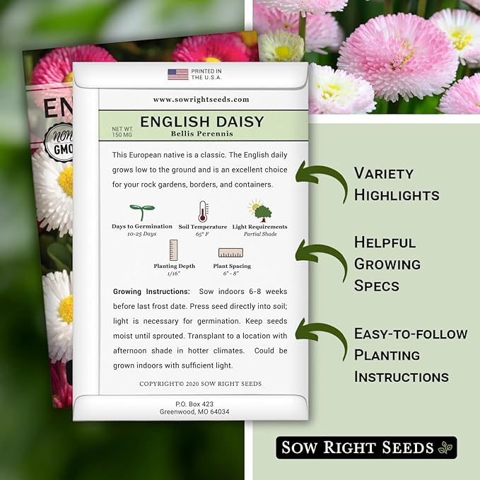 Sow Right Seeds - English Daisy Flower Seeds for Planting - Non-GMO Heirloom Seed Packet with Instructions to Grow - Colorful Perennial Mix - Low Growing Lawn Filler - Attract Pollinators (1)