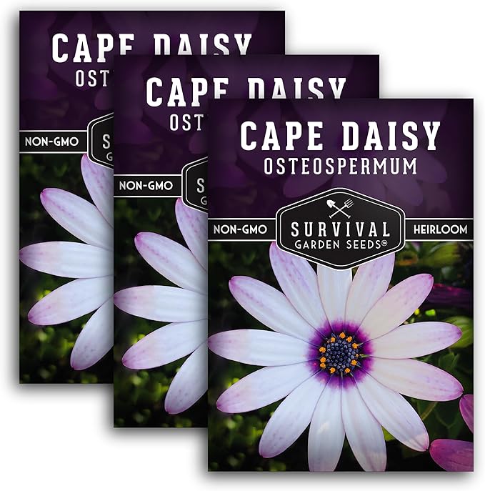 Cape Daisy Seeds for Planting - Osteospermum Ecklonis - White Petals with Purple Eyes, Long Blooming Annual to Tender Perennial Flower Variety - Survival Garden Seeds (3 Packs)