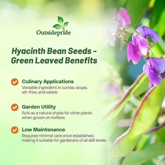 Outsidepride Green Lablab Hyacinth Bean Vine Seeds - 100 Pcs Perennial, Fast Growing Vegetable Seeds for Planting with Fragrant Foliage for Garden & Edible Flower and Pods for Culinary Uses