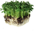 Speckled Pea Sprouting Seeds - 5 Lbs - Certified Organic, Non-GMO Green Pea Sprout Seeds - Sprouts & Microgreens