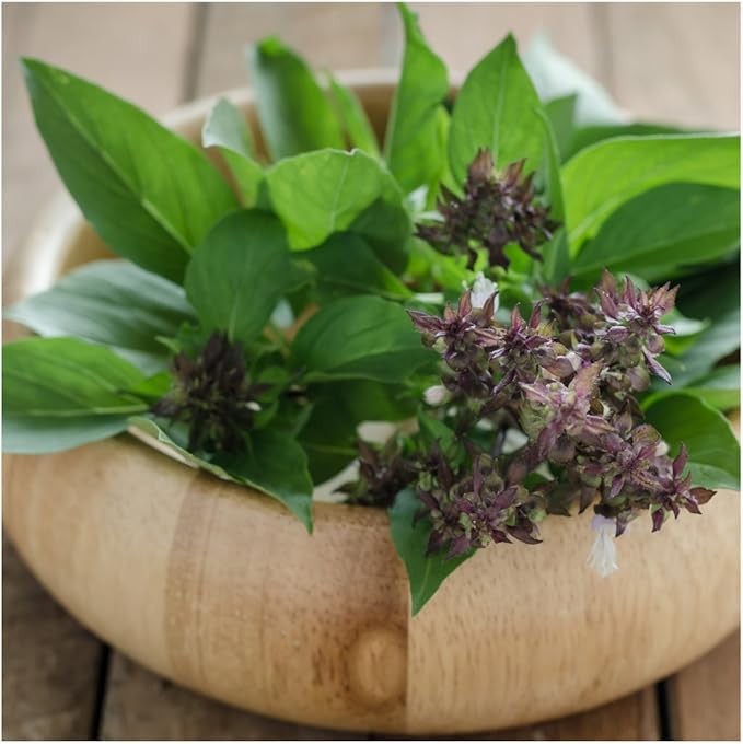 Seed Needs Basil Seeds for Planting Thai Basil Herbs - Non-GMO Heirloom & Untreated Herb Seed to Grow a Fresh Indoor or Outdoor Home Grown Culinary Garden (1 Pack)