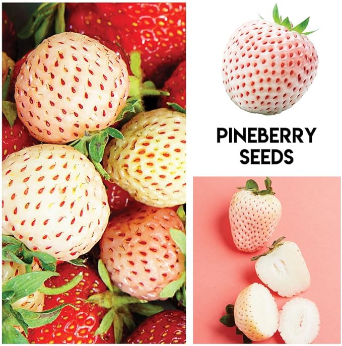 Fruit Garden Seeds Kit for Growing - Elderberry, Blueberry, Red Strawberry, White Strawberry, Raspberry, Mulberry. 100 Seeds of Each Fruit - Packaged Individually
