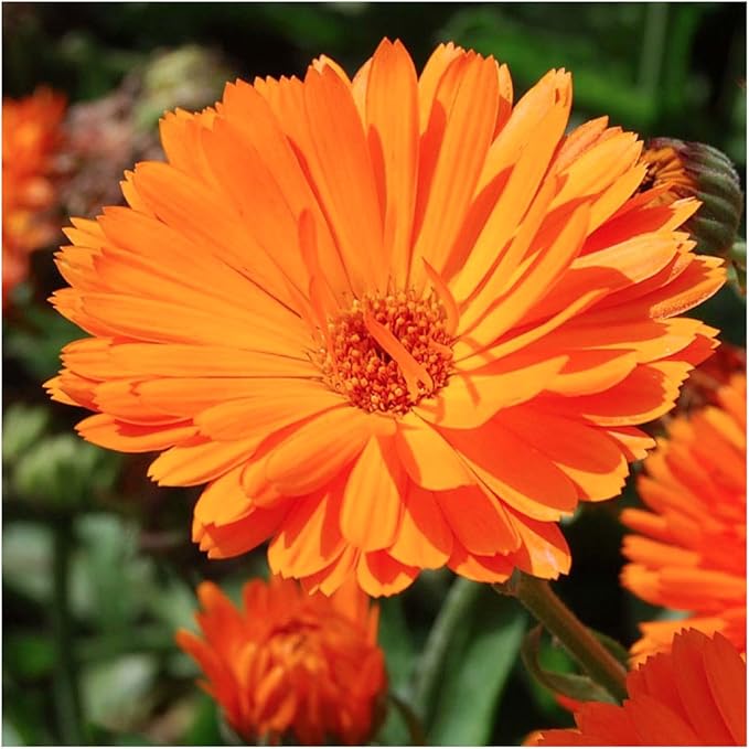 Seed Needs Edible Wildflower Seed Packet Collection (7 Varieties of Flower Seed for Planting) Non-GMO Heirloom & Untreated - Includes Viola, Pansies, Chives, Borage, Calendula, Nasturtium & Bee Balm