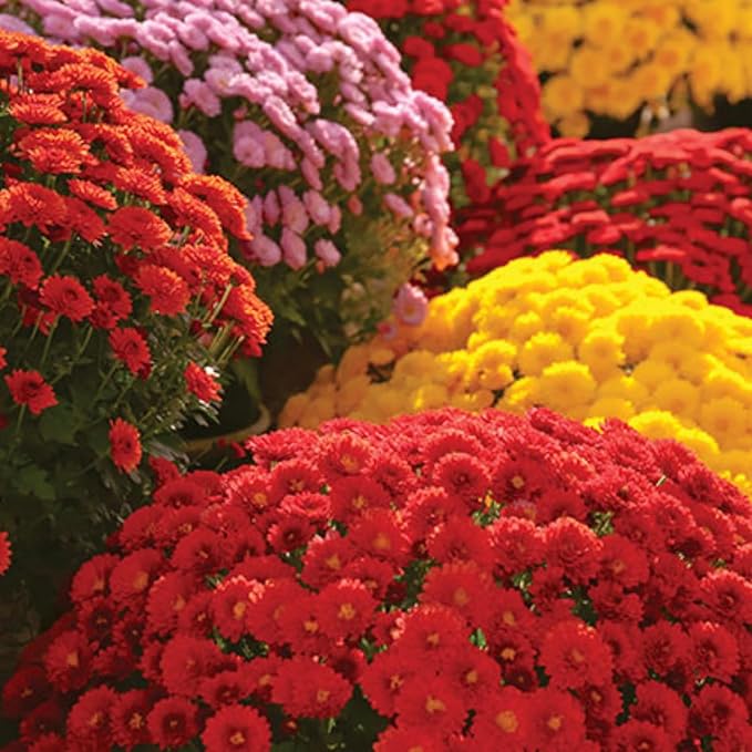 500+ Mixed Color Chrysanthemum Seeds for Planting - Hardy Garden Flower Seeds - Rare Ground Cover Landscape Easy Grow & Maintain