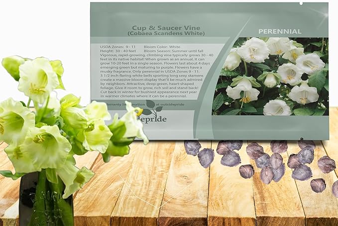 Outsidepride White Cobea Cup and Saucer Vine Seeds - 100 Pcs Perennial Climbing Vine Flower Seeds with Lush Foliage & Large Flowers That Attract Pollinators, for Fences, Trellises, or Walls