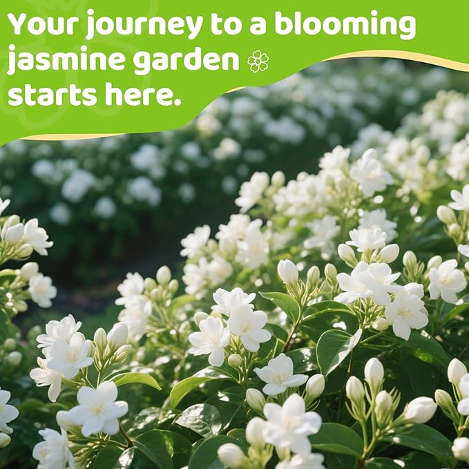 150+ Climbing Jasmine Flower Seeds for Planting – Easy to Grow, Non-GMO, High Germination Fragrant Flowers for Home Garden, Balcony, Trellis, Fence, Vertical Garden Decor (150+ Seeds)