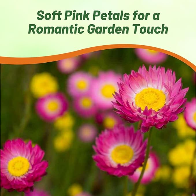 Outsidepride Paper Daisy Rose Helipterum Seeds - 2000 Pcs. Annual Low Maintenance & Pollinator-Friendly, Flower Seeds for Planting Vibrant Blooms for Gardens, Borders & Cut Flowers